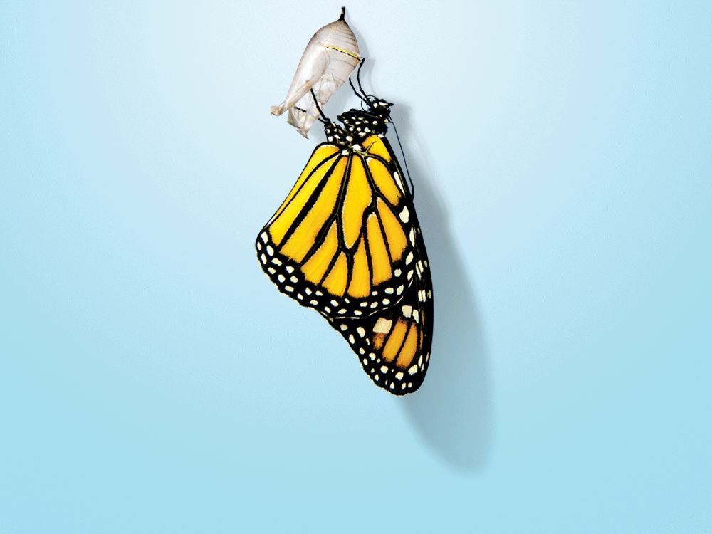 A photo illustration of a butterfly emerging from a chrysalis.