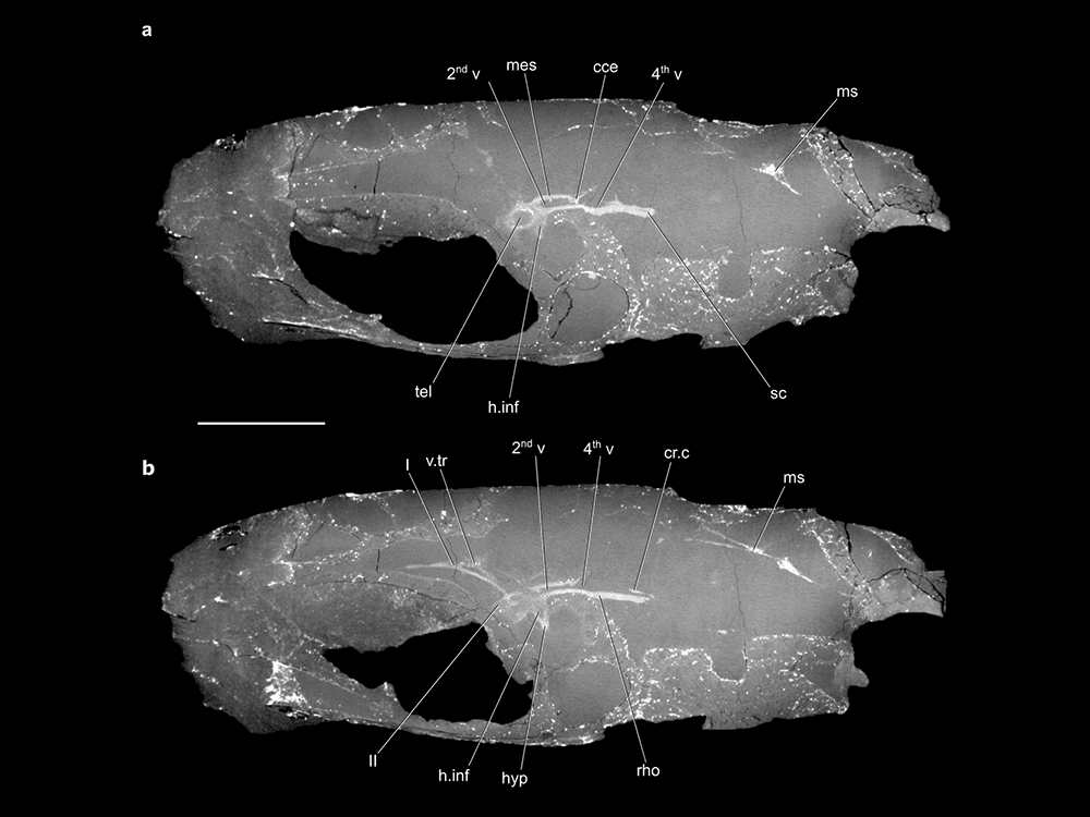 The brain and cranial nerves of the Coccocephalus wildi fish appear bright white in the center of two gray CT scan images, one above the other. In each scan, the fish faces left, with a large black oval space marking its eye socket.