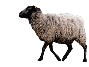Animated image of a sheep moving its head up and down with the words "Baa, Baa" coming from its mouth.