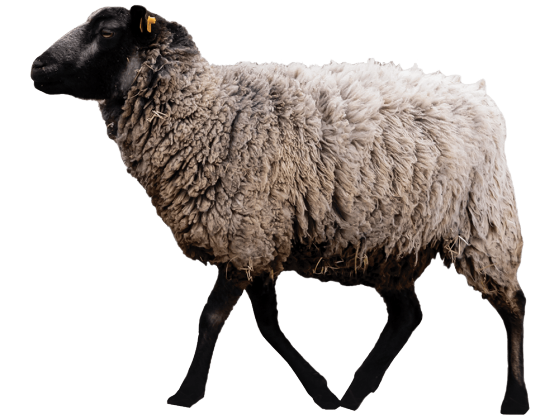 Animated image of a sheep moving its head up and down with the words "Baa, baa" coming from its mouth.