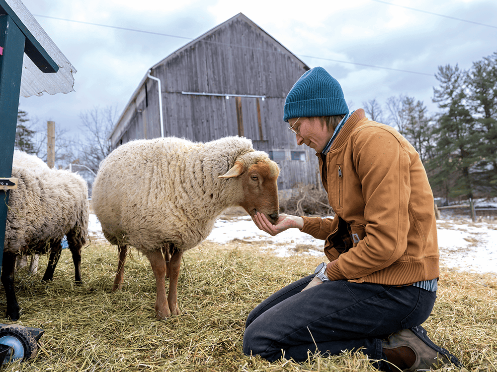 A shepherdess feeds one of her sheep against the backdrop of a gray barn.