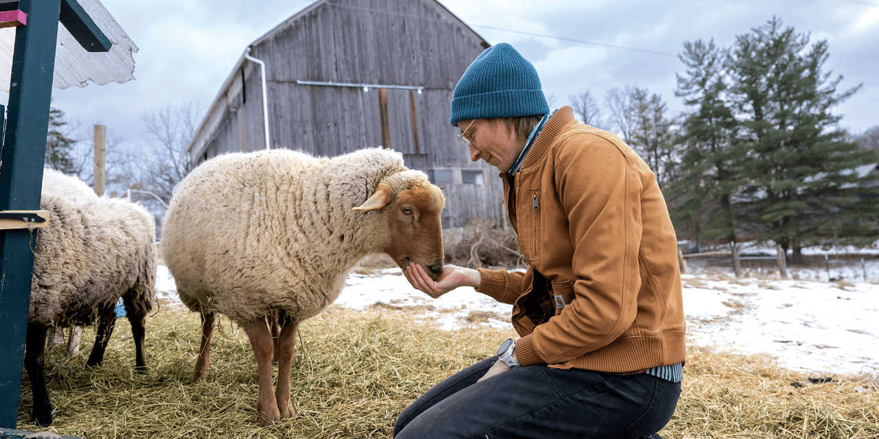 A shepherdess feeds one of her sheep against the backdrop of a gray barn.