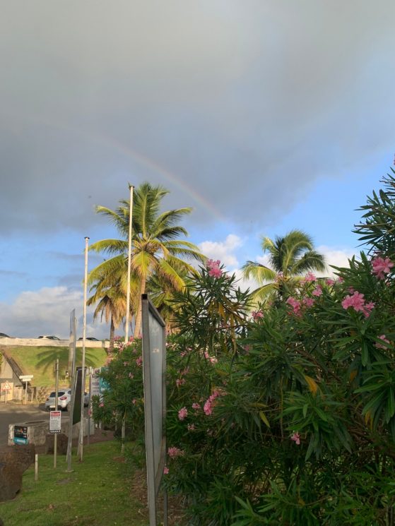 A rainbow over a palm tree and lush vegetation