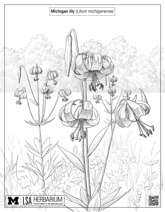 drawing of a Michigan Lily (Lilium michiganense)
