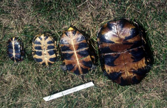 Photos of Blanding’s turtles courtesy of Justin Congdon