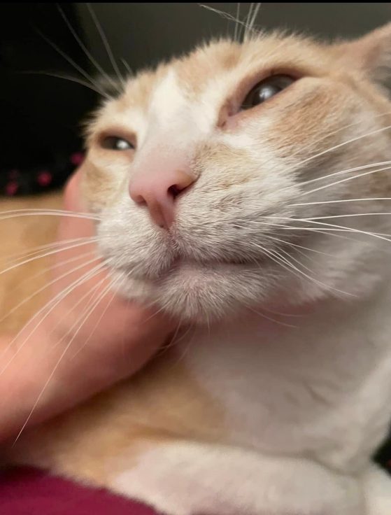 A smiling cat, named Connor