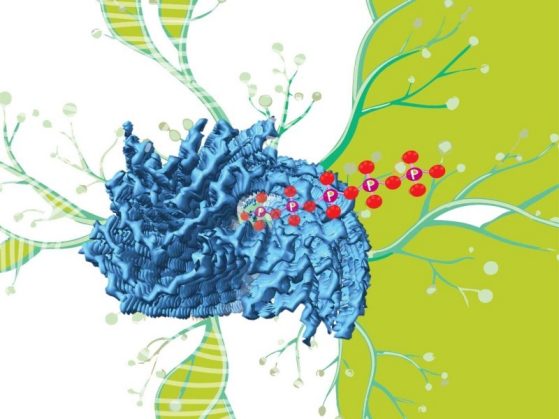 schemiatic drawing of neurons with a blue fibril and a chain of polyphosphate molecules coming from it