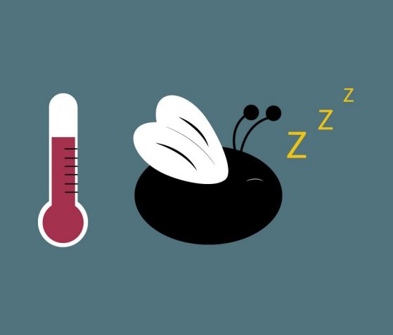 cartoon of thermometer and sleeping fly denoted by zzzz