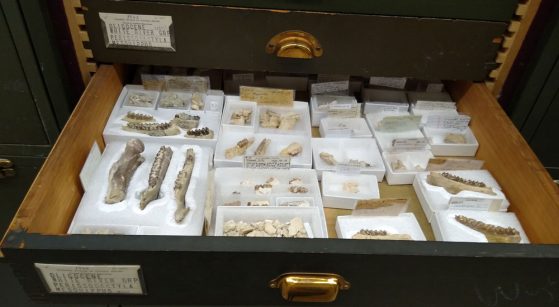 UMMP Specimens