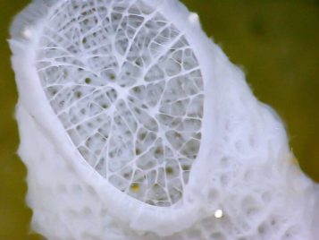 researchers-capture-nanoparticle-organizations-to-forge-new-materials