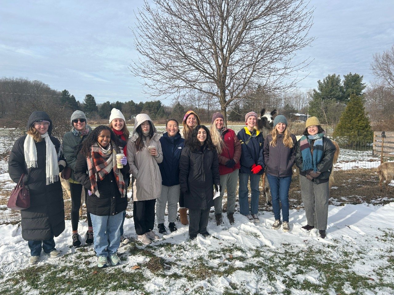 students stand in a group in front of a llama on a snowy day