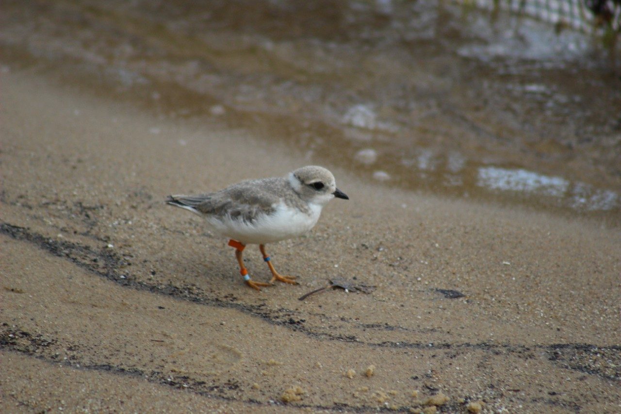 Bird walking on a beach