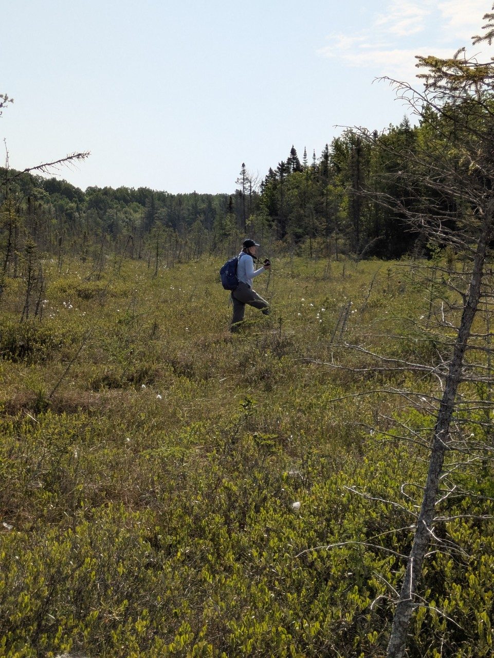 Person walking on a bog mat of moss