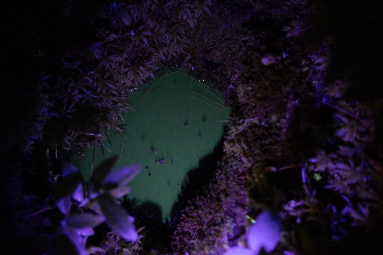 Plants under a UV flashlight at night