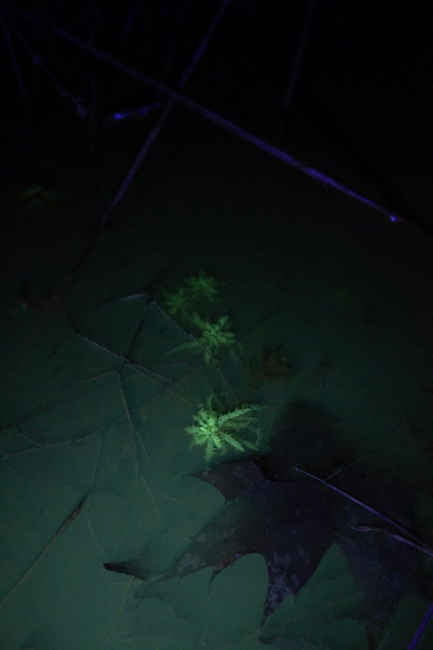 Bog plant under a UV flashlight