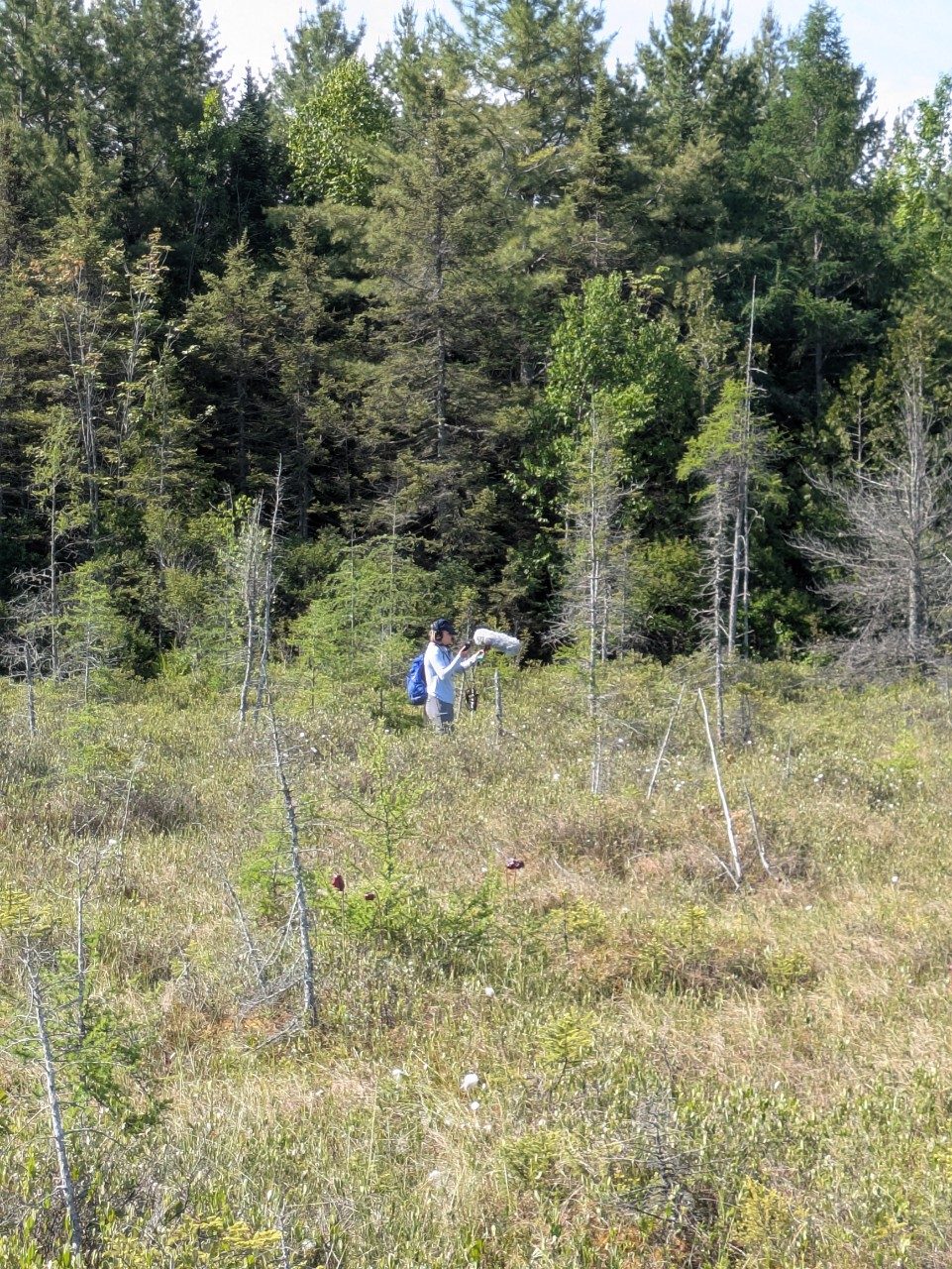 Person walking at a bog
