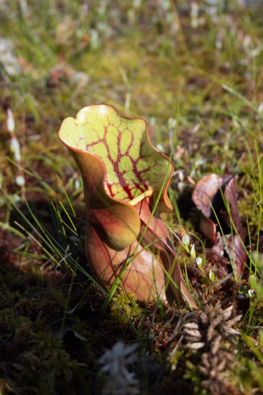 Pitcher plant