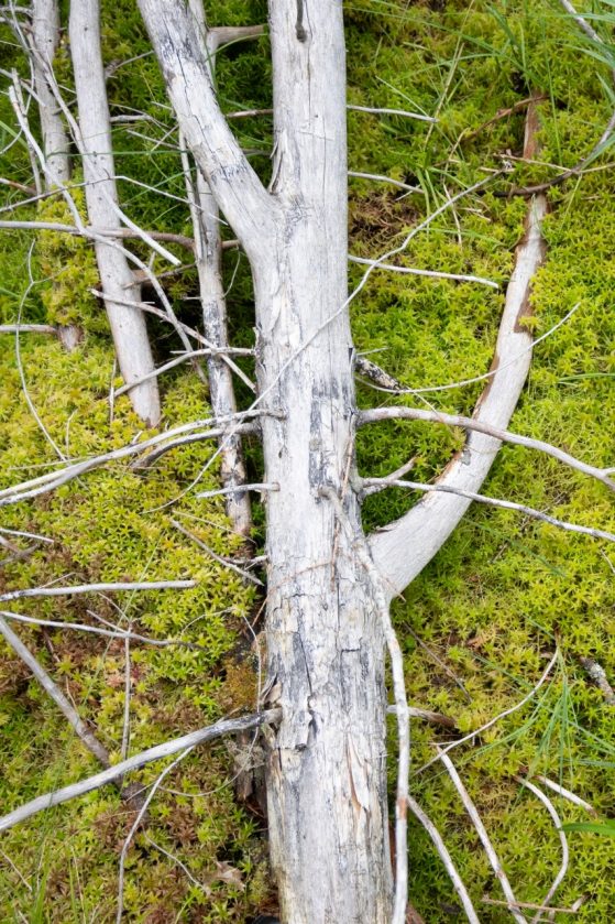 Fallen tree in a bog