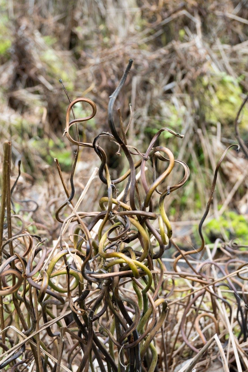 Bog plant