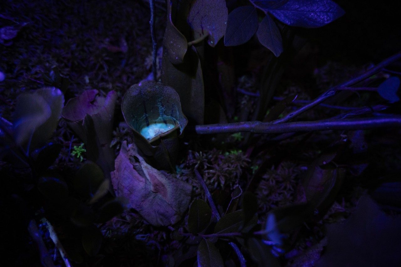 Pitcher plant at night under a UV light