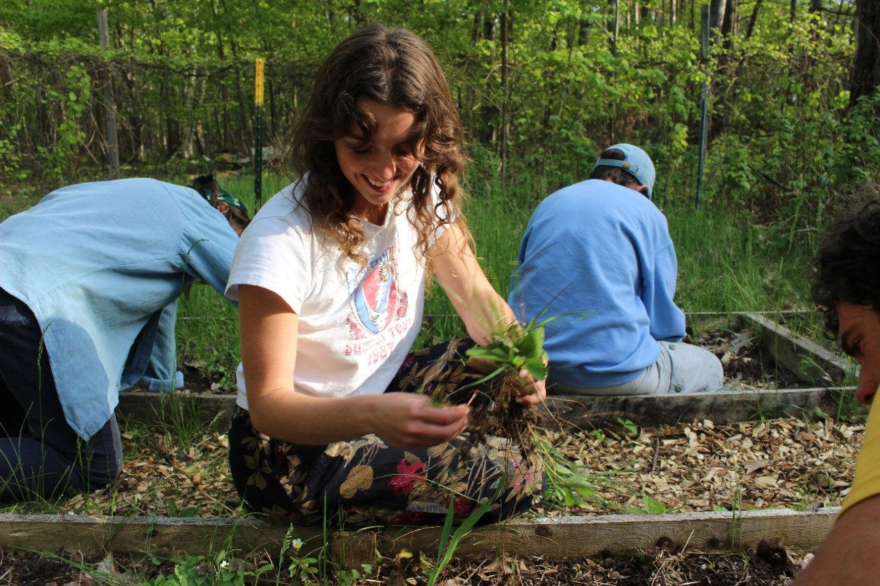 Woman weeds a garden