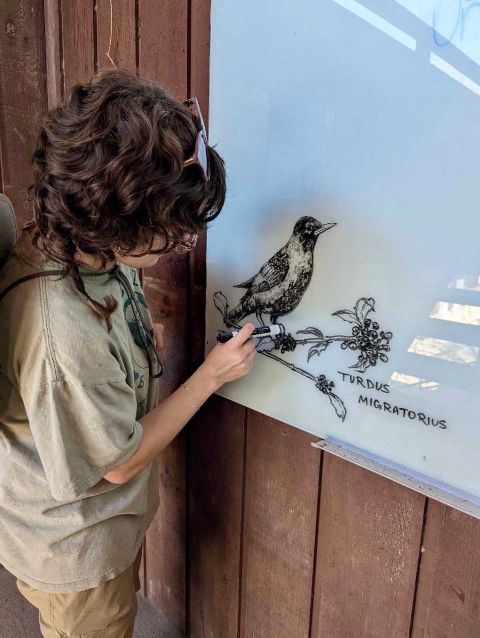 Person drawing a bird on a whiteboard
