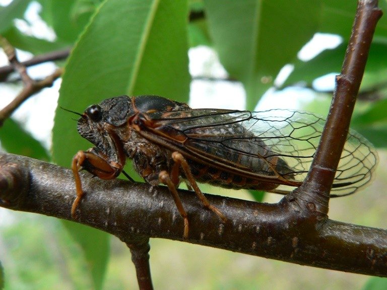 Insect on a tree branch