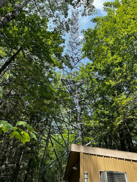 Looking up at a tower in the woods