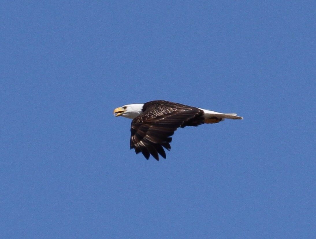 Eagle flying