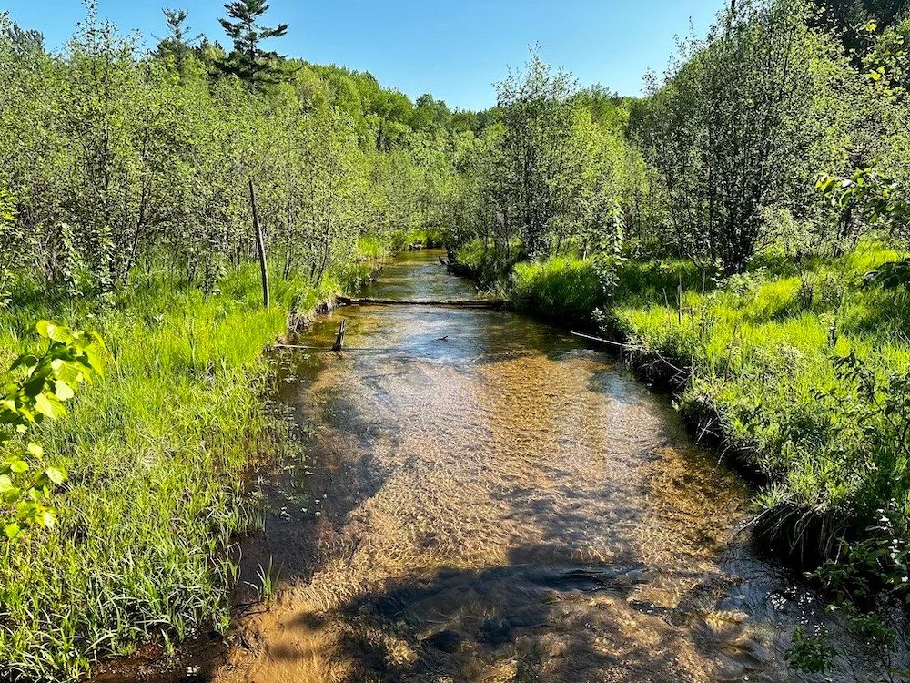 Creek in forest