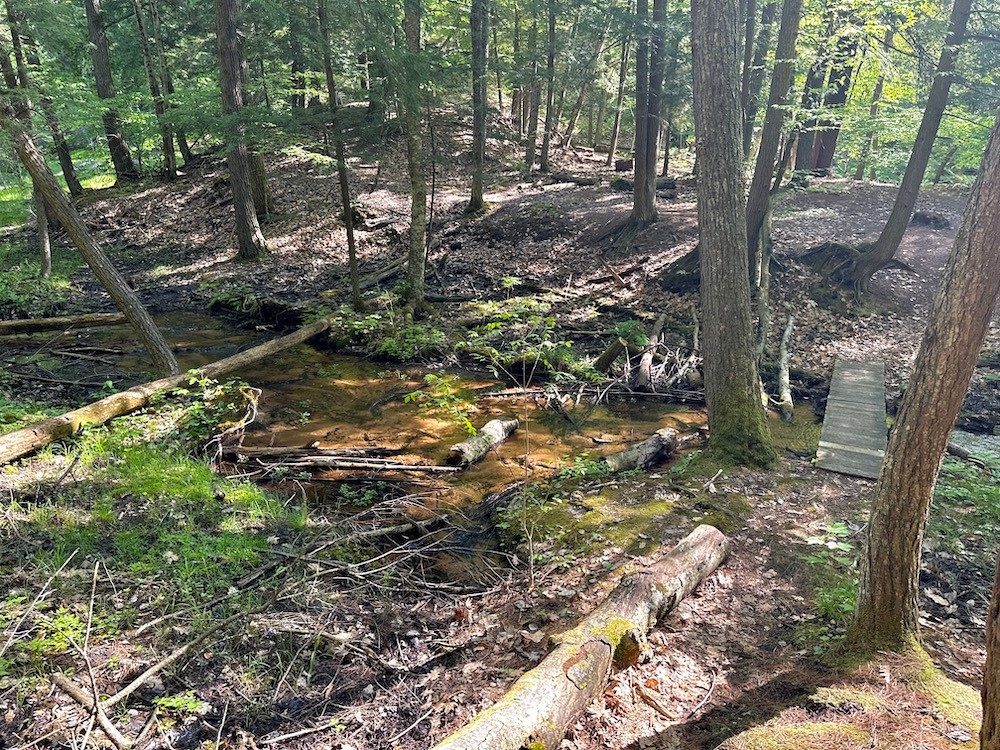 Photo of creek in forest