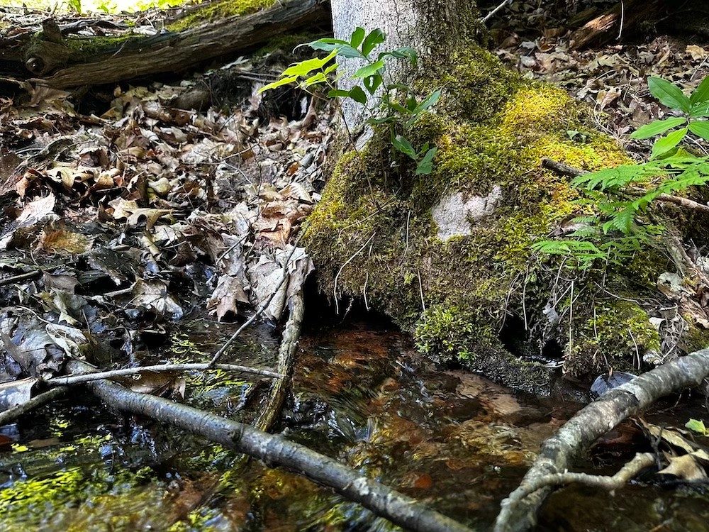 Water flowing out from under tree roots in a forest