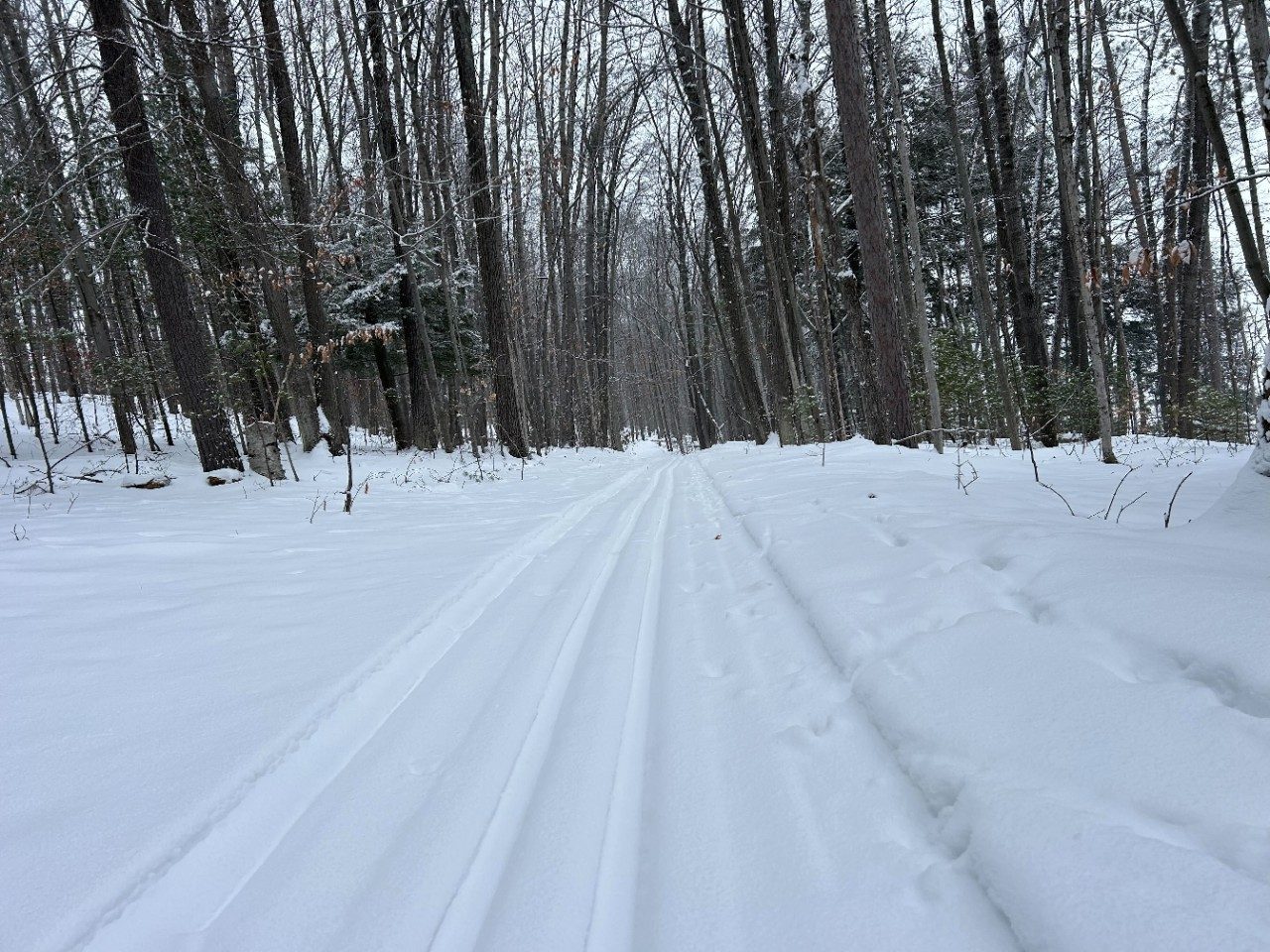 Snowy trail in a forest