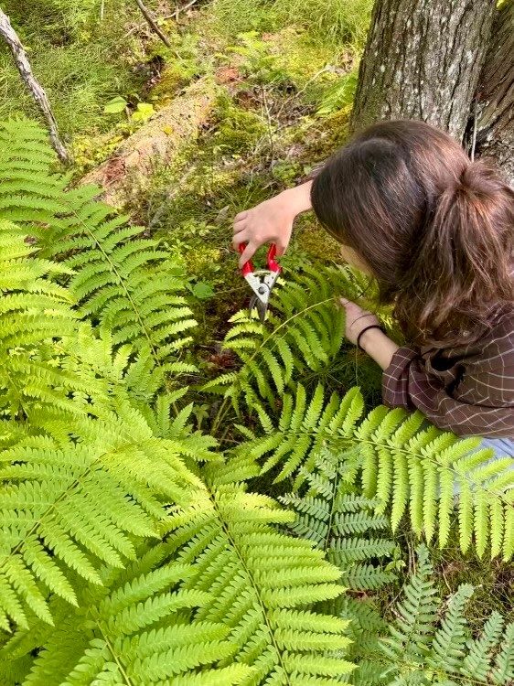 Woman cutting a fern plant