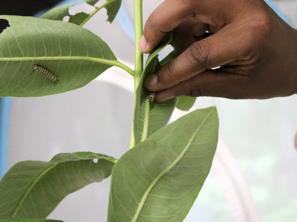 Caterpillars on a plant