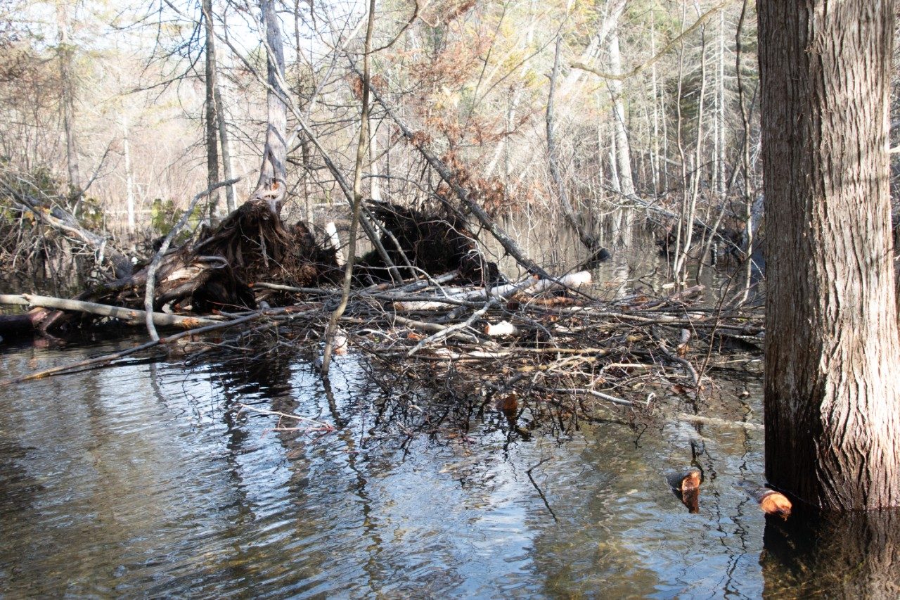 Beaver dam