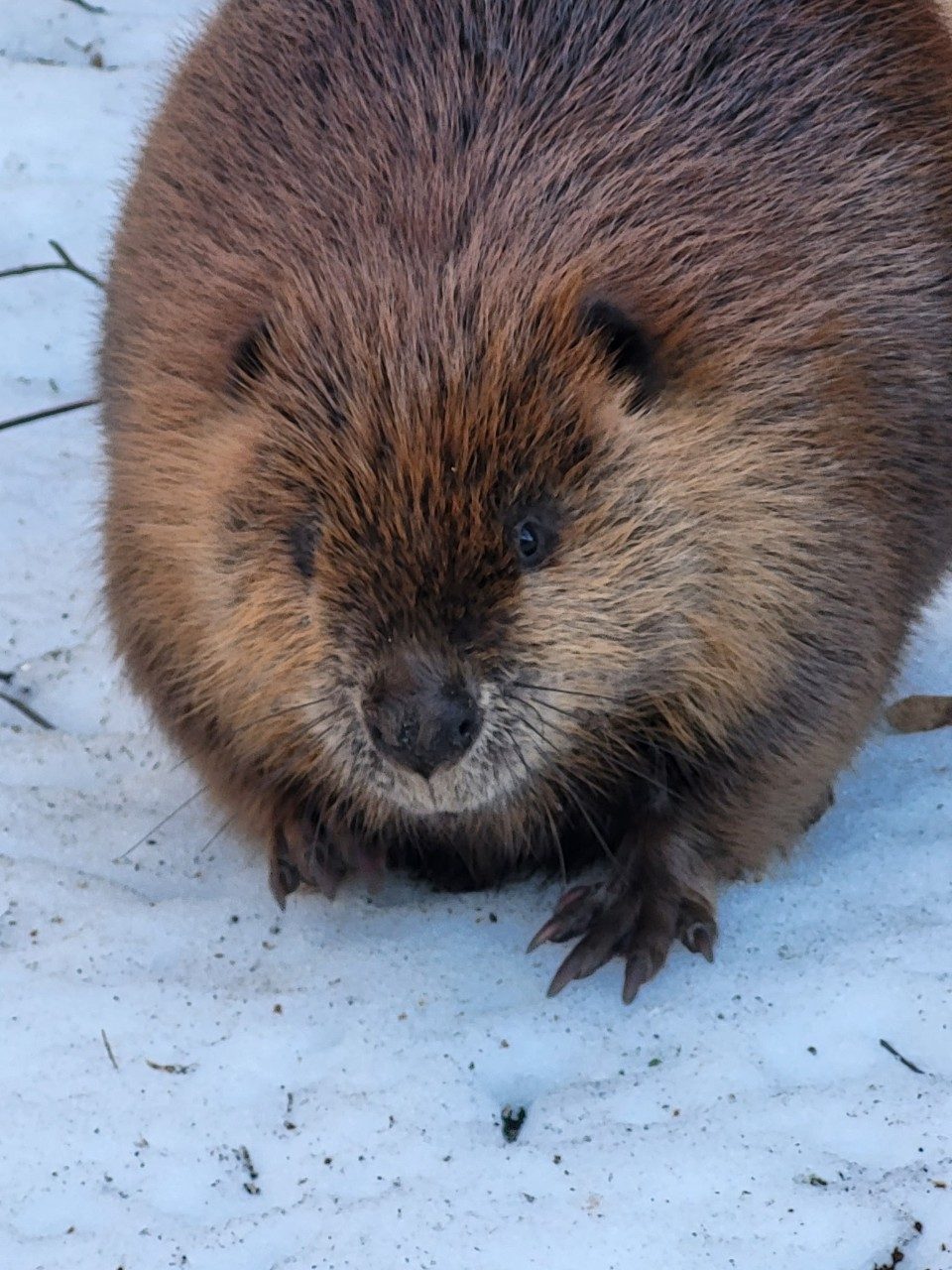 Beaver
