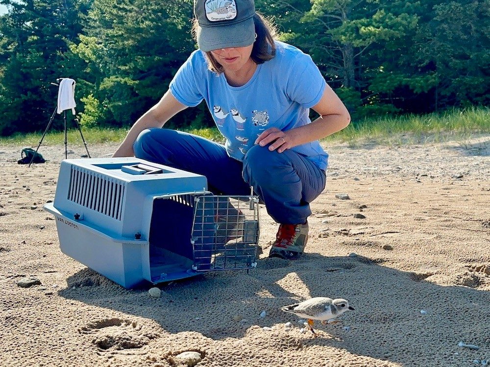 Person on a beach with a bird