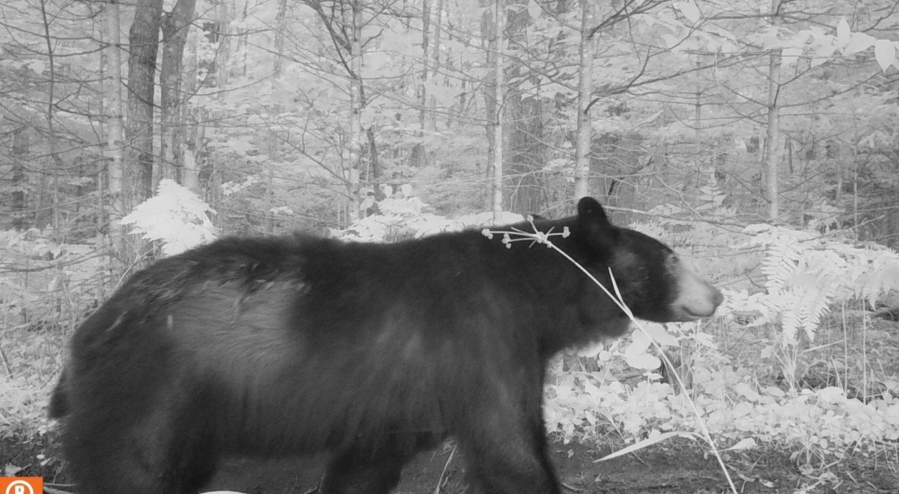 Bear walking in the woods