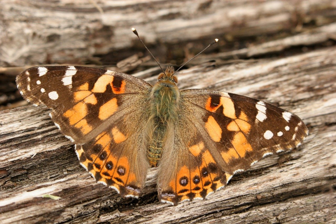 Insect on wood