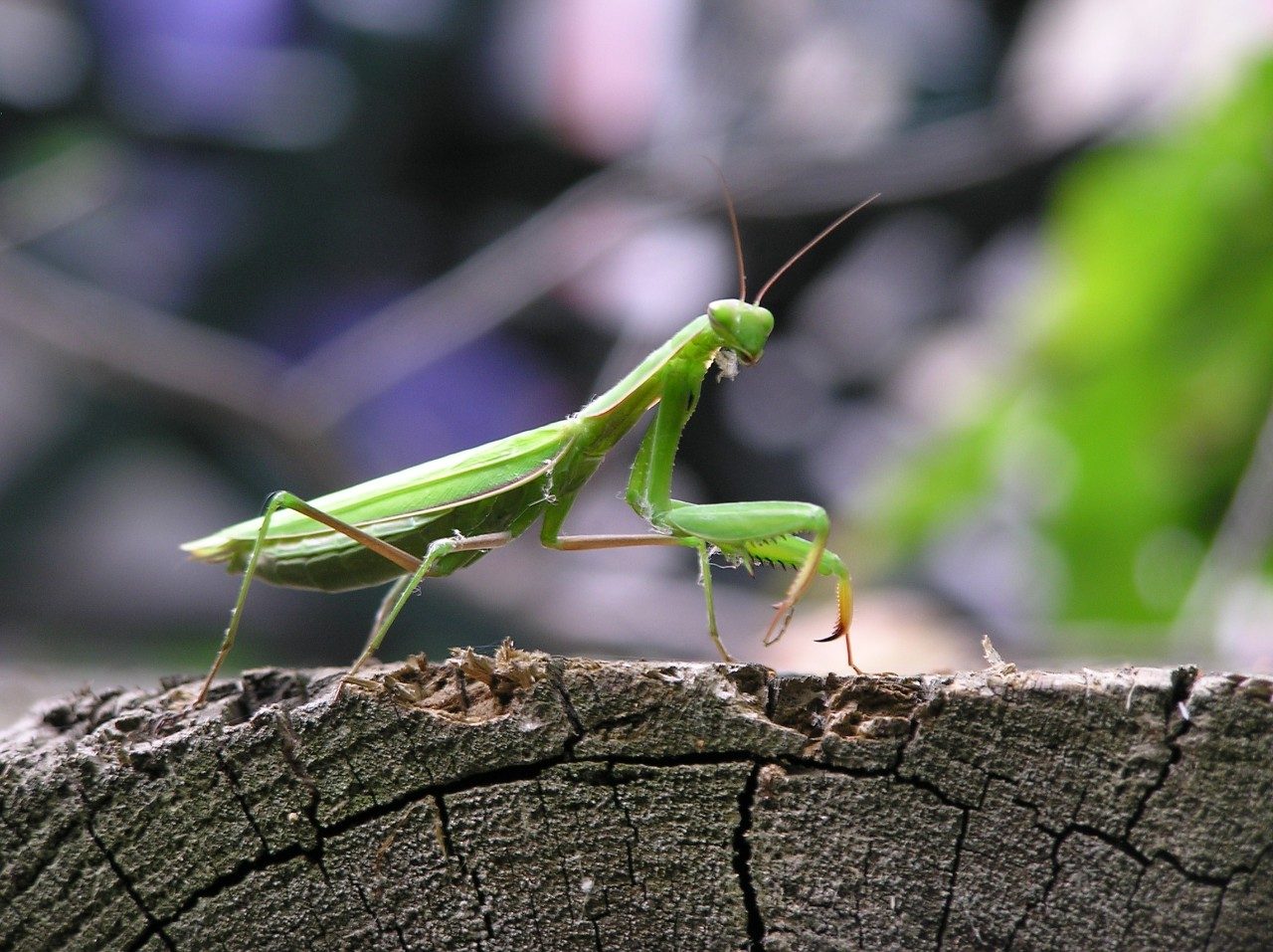 Mantis on wood