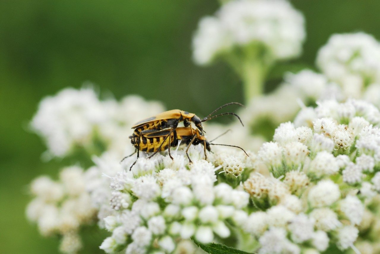 insect on wildflower