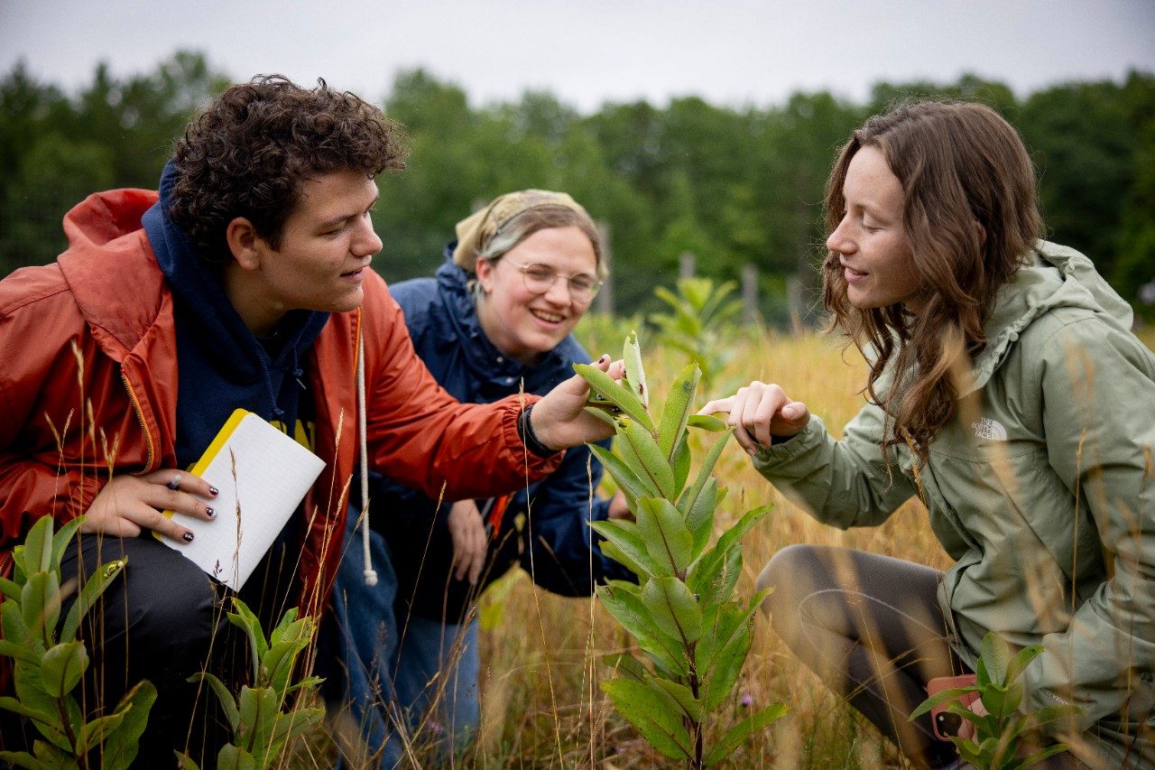 Three people in a forest examining a plant