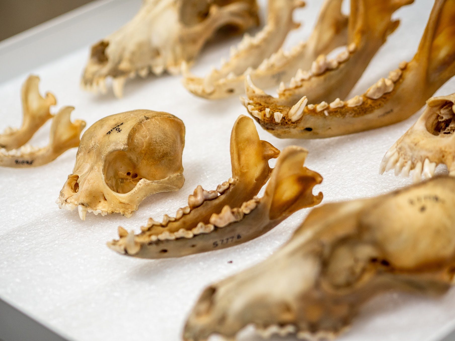 Drawer of canine skulls