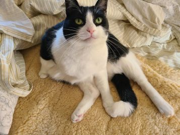 Locutus resting on a bed