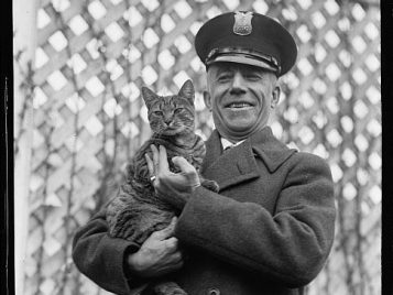 Calvin Coolidge’s tabby cat 