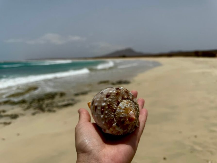 Genetics matter more than environment for mollusk microbiomes 