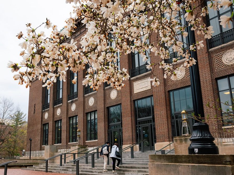 Flowers bloom on a tree near Hatcher Graduate Library.