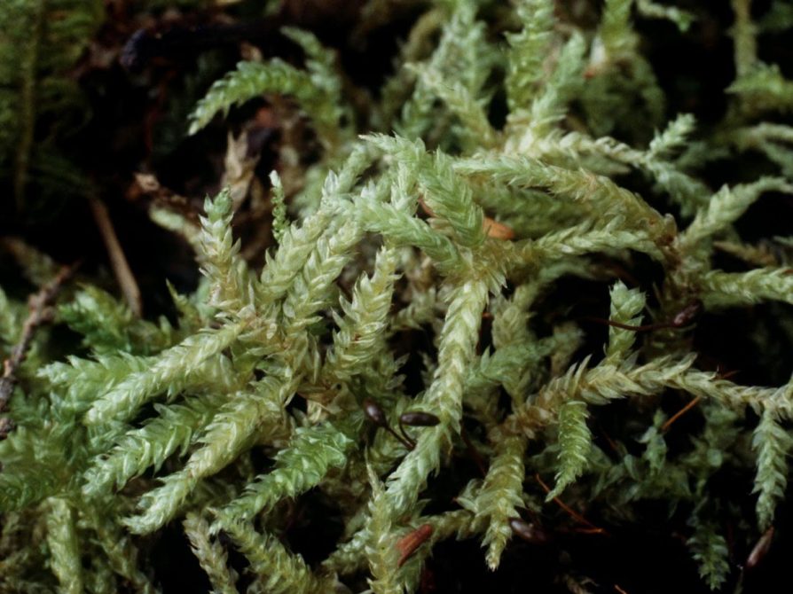 Featured Moss Specimen 