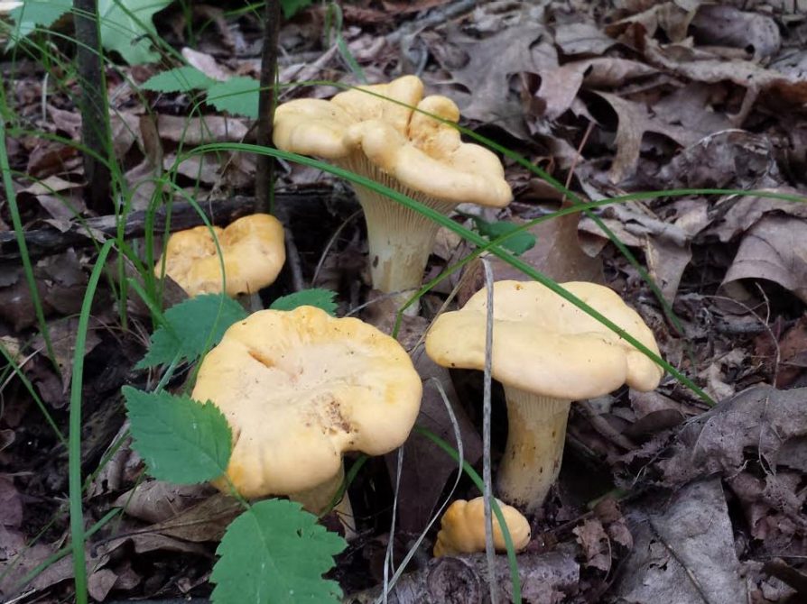 Featured Fungus Specimen  